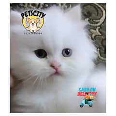 PERSIAN KITTENS | CAT BABIES | FLUFFY KITTENS | CASH ON DELIVERY