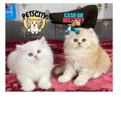 PURE BREED IMPORTED BREED KITTENS VERY LONG FURR)(CASH ON DELIVERY)