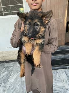 Pure Double Coat German Shepherd Pups for Sale