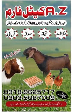 Bakray Available for Sadqa, Aqeqa, Qurbani