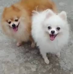 Pomeranian