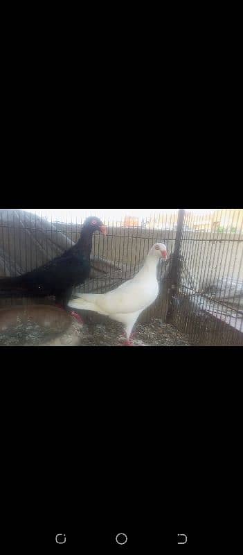 Fancy Pigeons 3