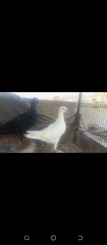 Fancy Pigeons 4