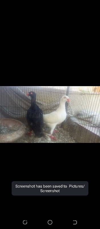 Fancy Pigeons 5