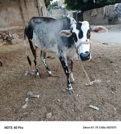 Bachiya cow for meat or Qurbani