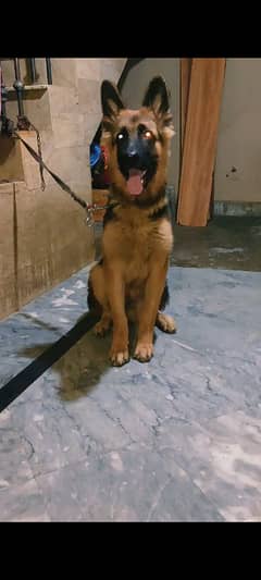 gsd male puppy for sale age 6 months 0/3/0/0/8/4/1/7/8/0/2/