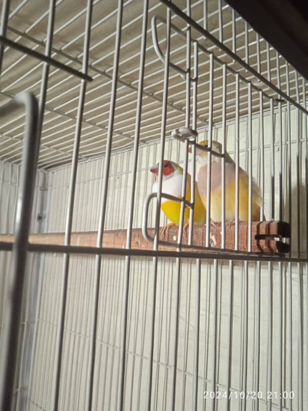 gouldian laino breeder pair 0