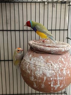 Goldians Breeder pairs and other birds available