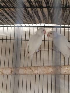 Albino red eyes breeder pair available