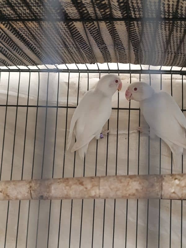 Albino red eyes breeder pair available 0