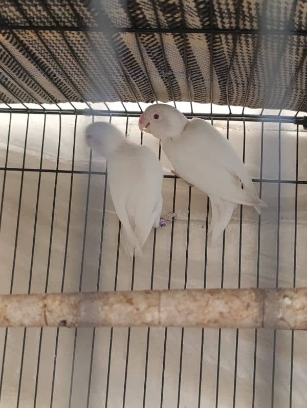 Albino red eyes breeder pair available 1