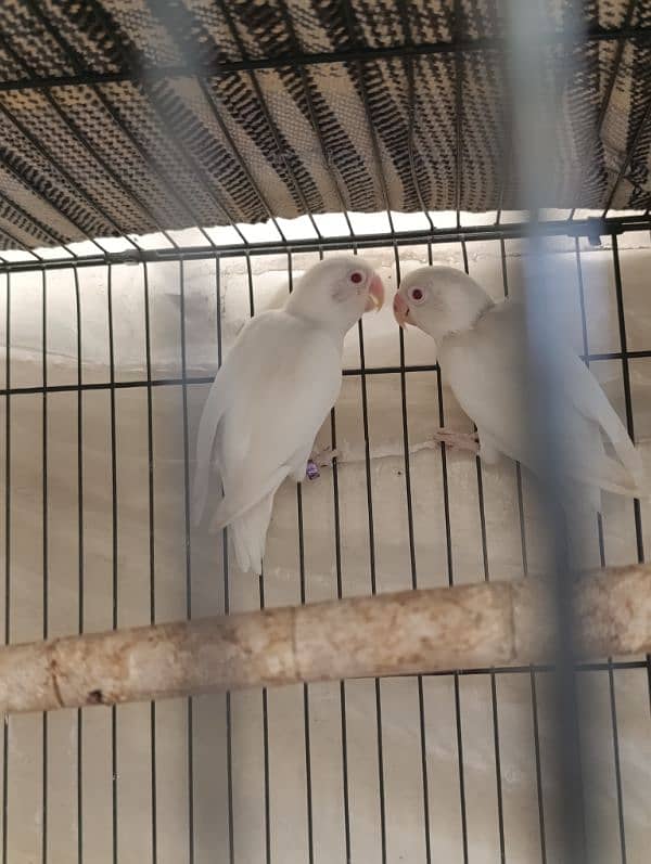 Albino red eyes breeder pair available 2