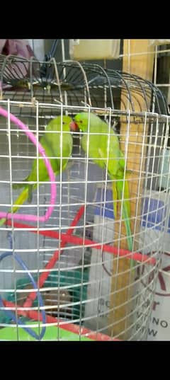 Ringneck parrots Home bread. .