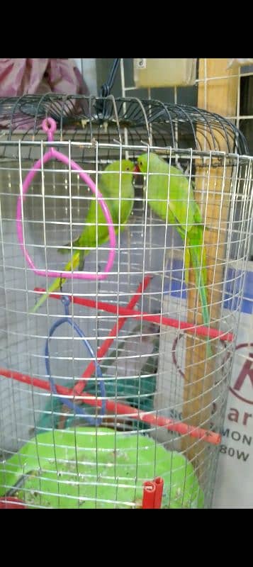 Ringneck parrots Home bread. . 1