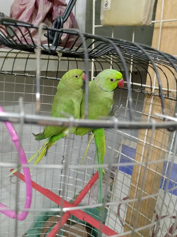 Ringneck parrots Home bread. . 4