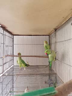 Indian Green Ringneck Pair