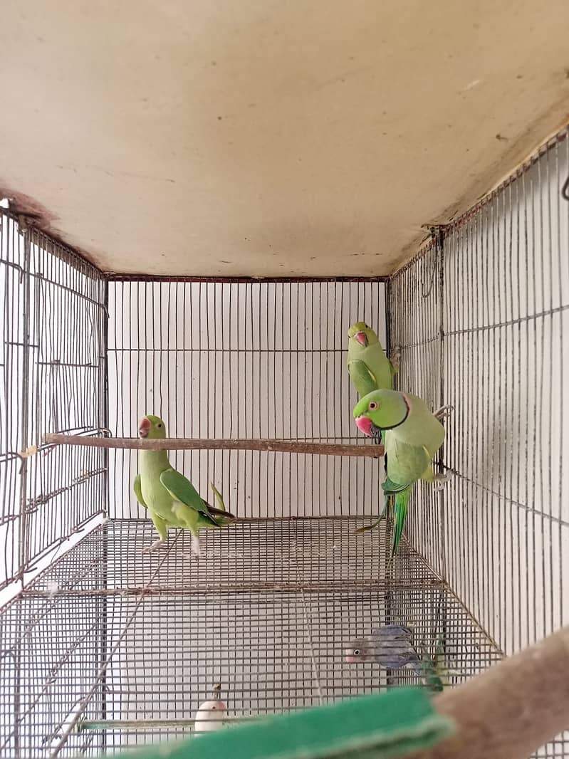 Indian Green Ringneck Pair 0