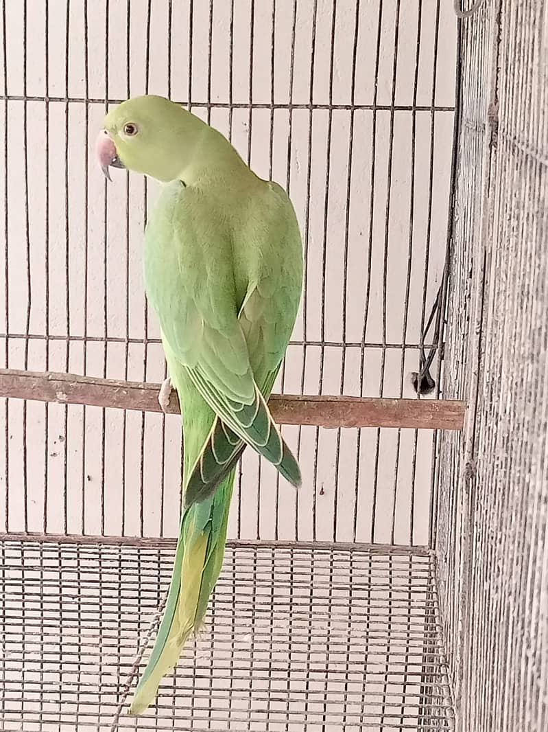 Indian Green Ringneck Pair 1