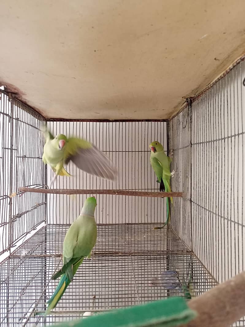 Indian Green Ringneck Pair 2