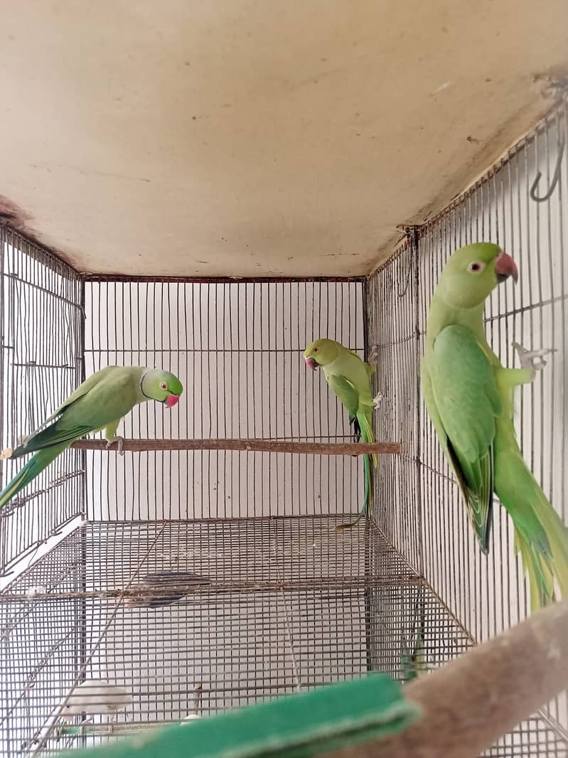 Indian Green Ringneck Pair 3