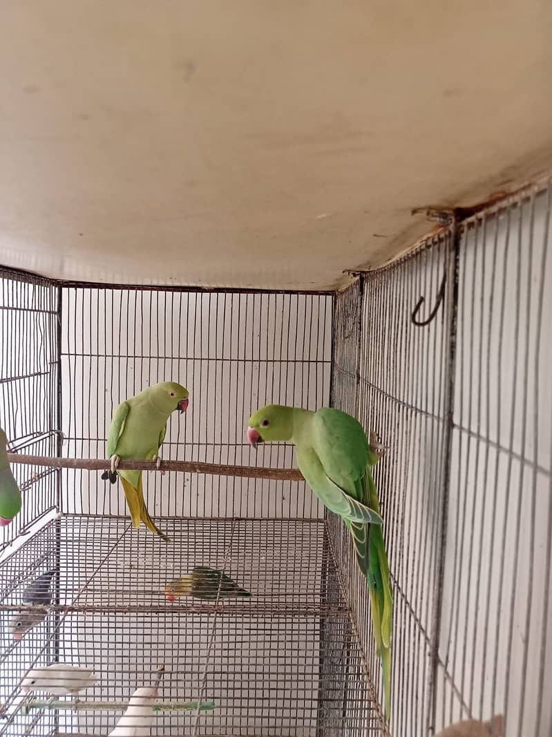 Indian Green Ringneck Pair 4