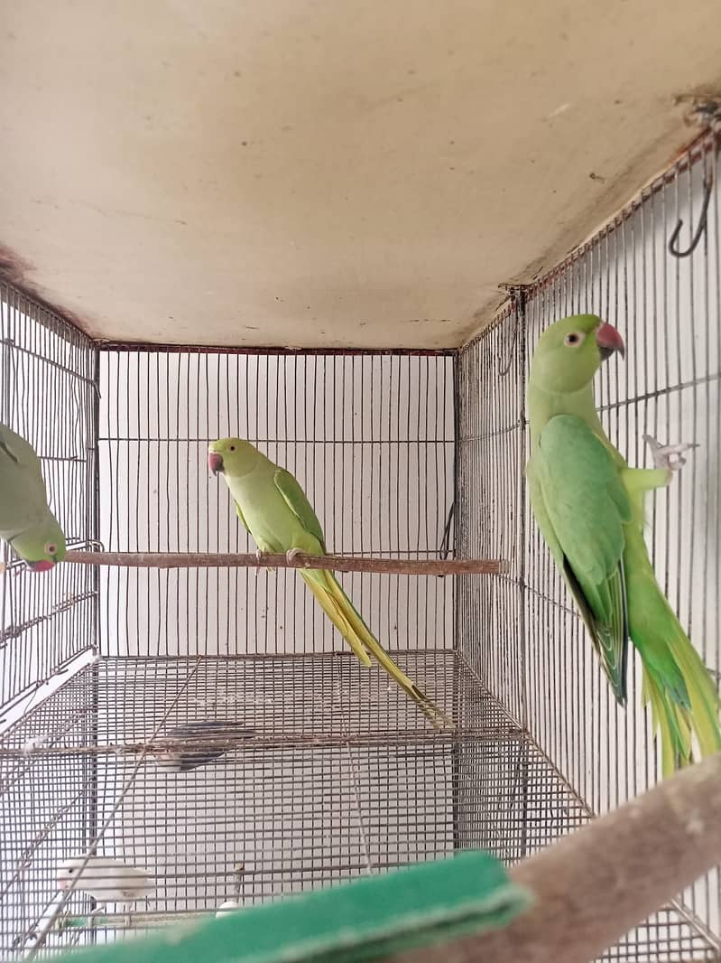 Indian Green Ringneck Pair 5