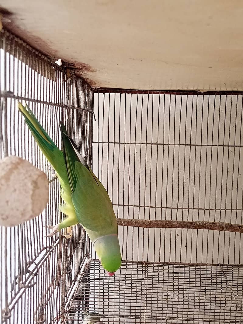 Indian Green Ringneck Pair 6