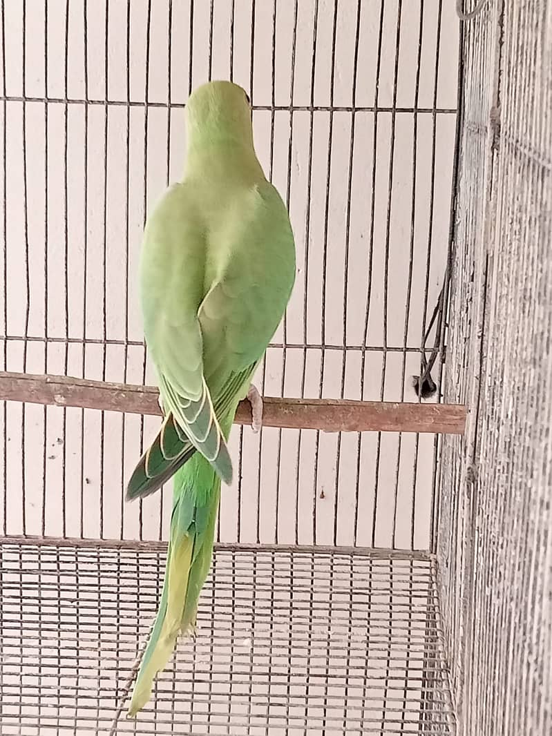 Indian Green Ringneck Pair 7