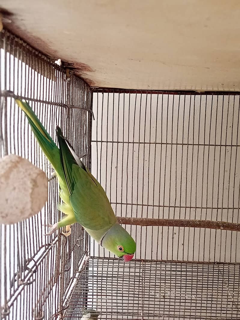 Indian Green Ringneck Pair 8