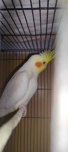 Red eyes coctail pair breeder + 1 lovebird +big cage 3 partition