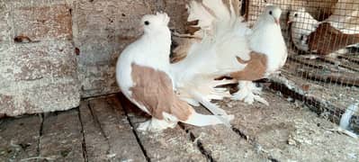 American saddle fantàil pigeons