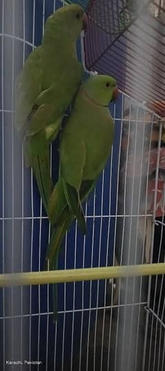 Green Parrot Pair with cage For Sale Ready bread for next year