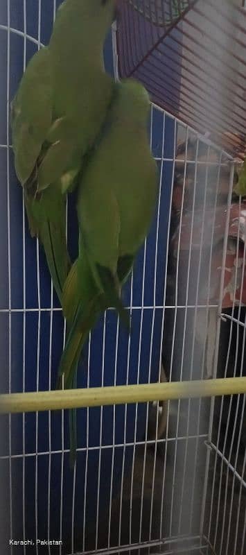 Green Parrot Pair with cage For Sale Ready bread for next year 1