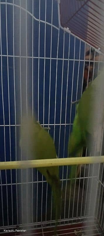 Green Parrot Pair with cage For Sale Ready bread for next year 2