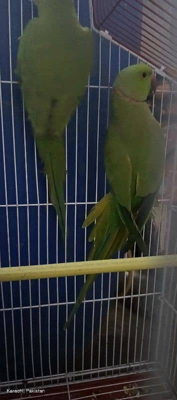 Green Parrot Pair with cage For Sale Ready bread for next year 3