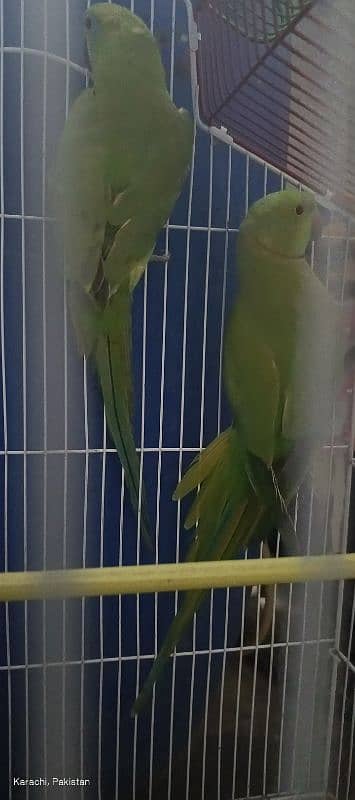 Green Parrot Pair with cage For Sale Ready bread for next year 4