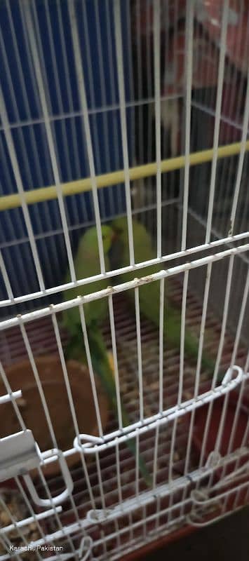 Green Parrot Pair with cage For Sale Ready bread for next year 5