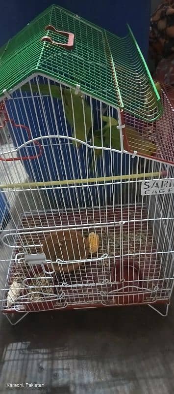 Green Parrot Pair with cage For Sale Ready bread for next year 6