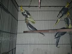 Cockatiel For Sale 0