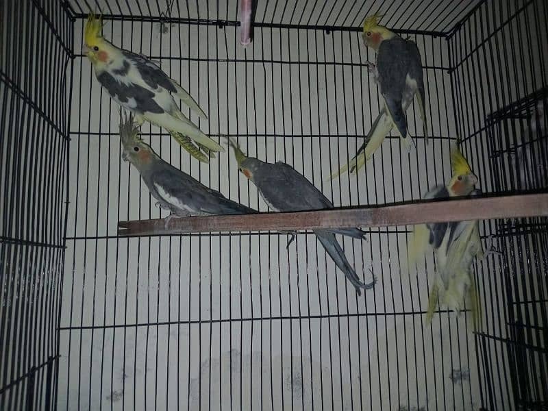 Cockatiel For Sale 2