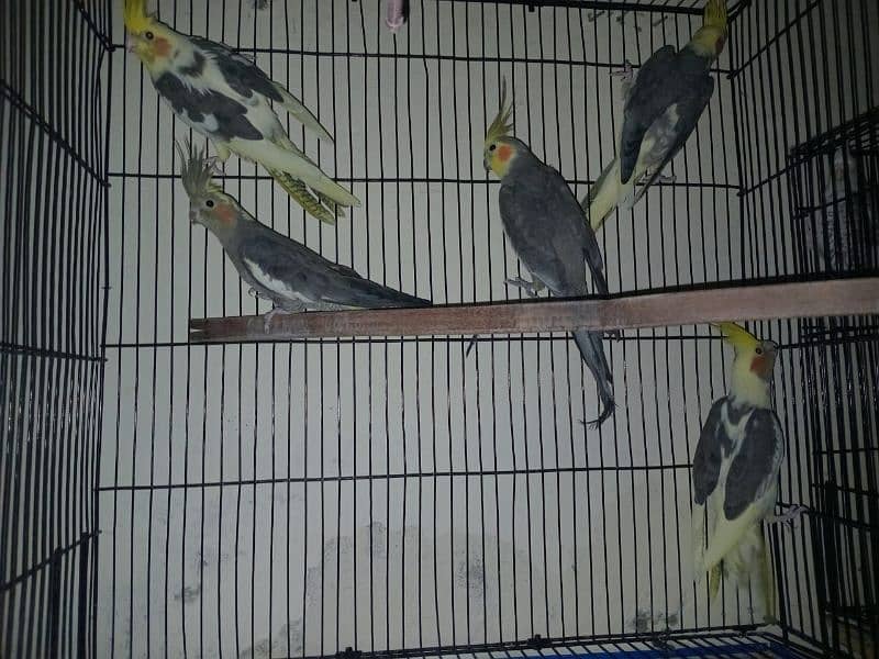 Cockatiel For Sale 3