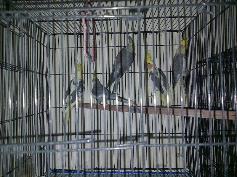 Cockatiel For Sale 4