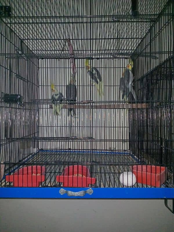 Cockatiel For Sale 5