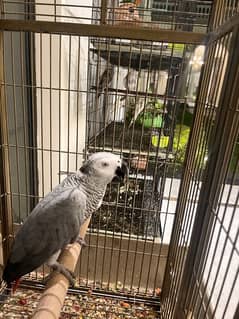 African grey 9 months old 0