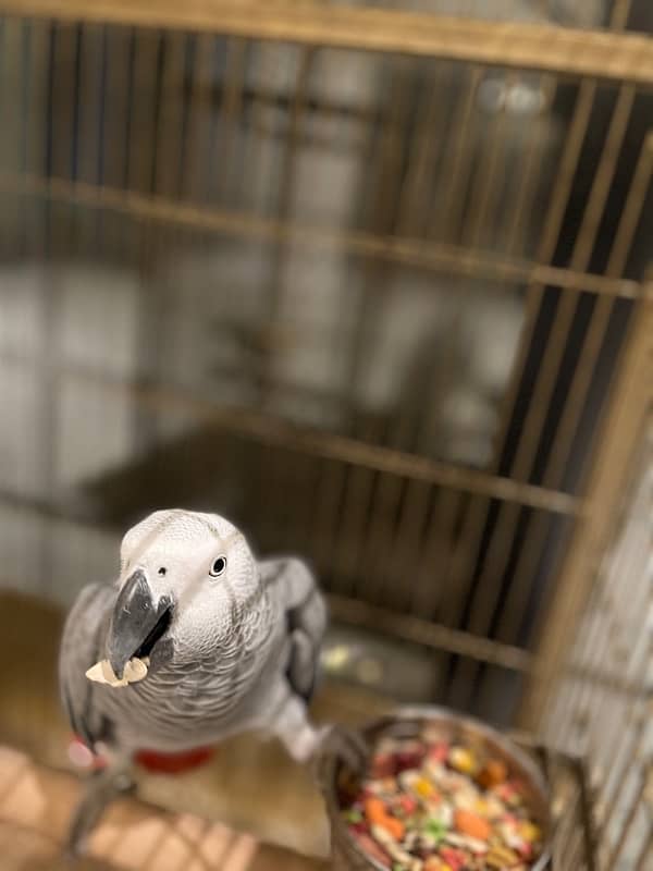 African grey 9 months old 1