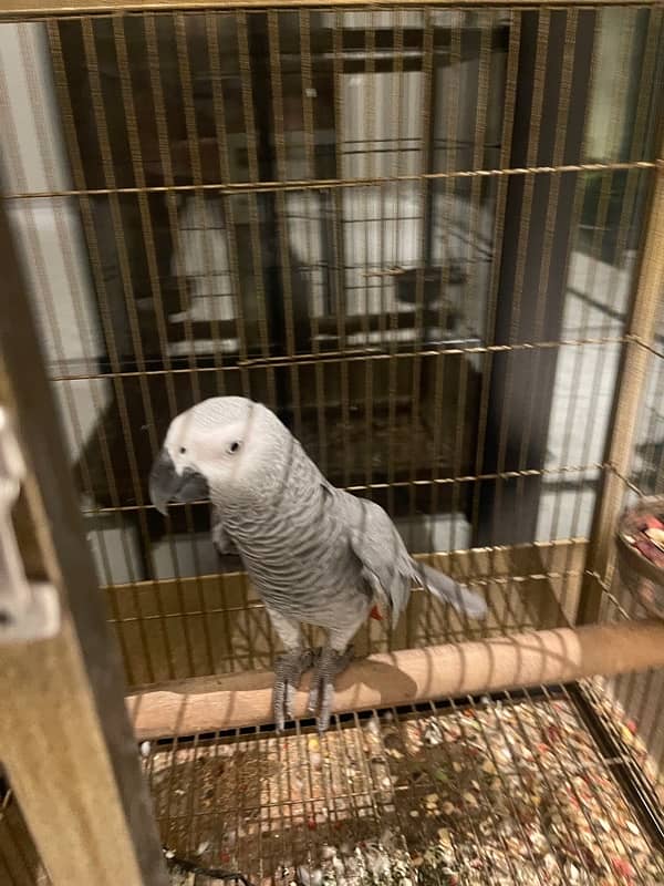 African grey 9 months old 2