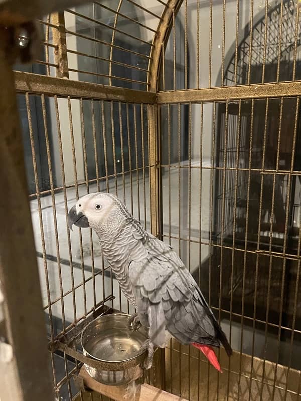 African grey 9 months old 3