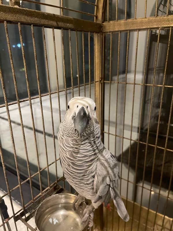 African grey 9 months old 4