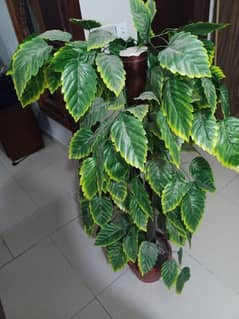 Artificial leafy plant