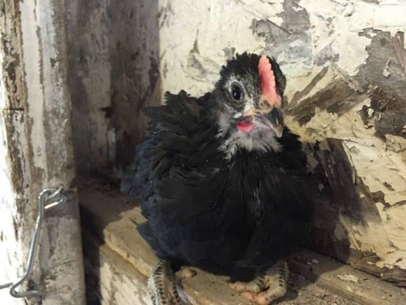 Australorp 3 weeks old chicks for sale 0